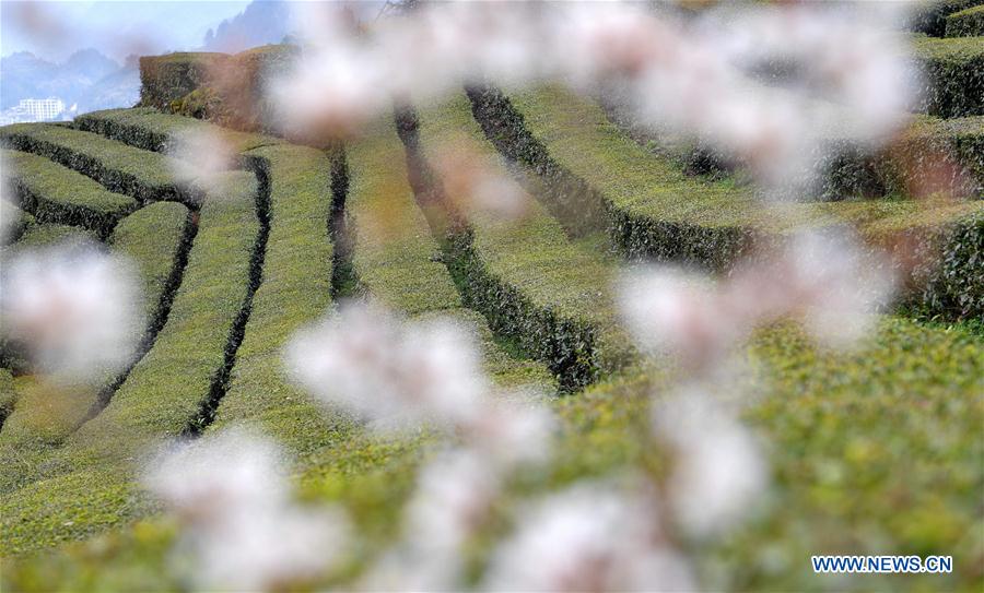 Beaux paysages printaniers en Chine