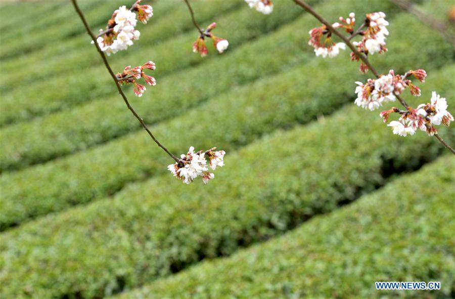 Beaux paysages printaniers en Chine