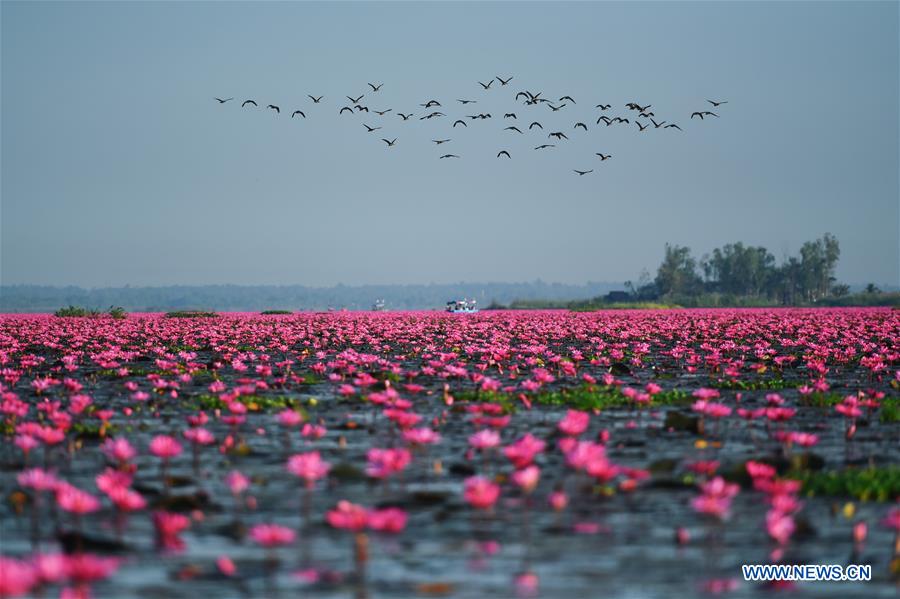 Thaïlande : plus d'un million de nénuphars en fleur