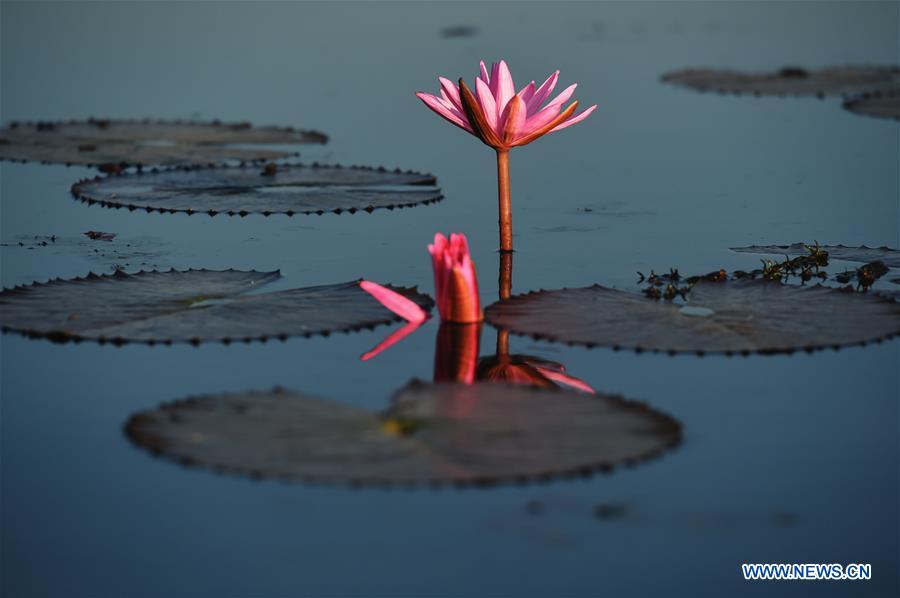 Thaïlande : plus d'un million de nénuphars en fleur