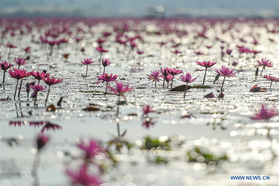 Thaïlande : plus d'un million de nénuphars en fleur