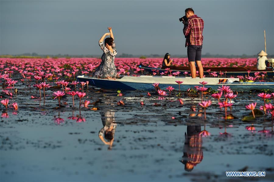 Thaïlande : plus d'un million de nénuphars en fleur