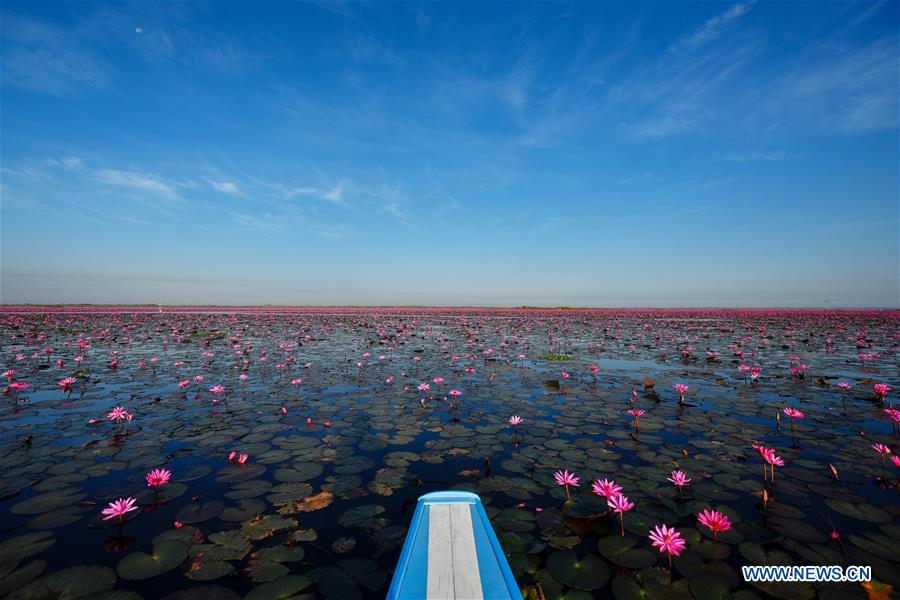 Thaïlande : plus d'un million de nénuphars en fleur