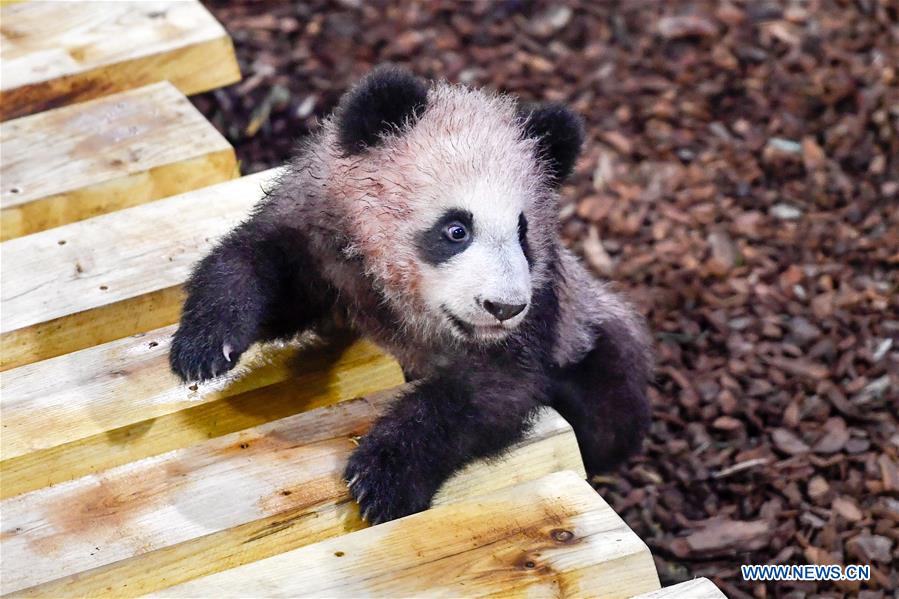 Yuan Meng, le bébé panda ＂français＂ fait sa première sortie publique