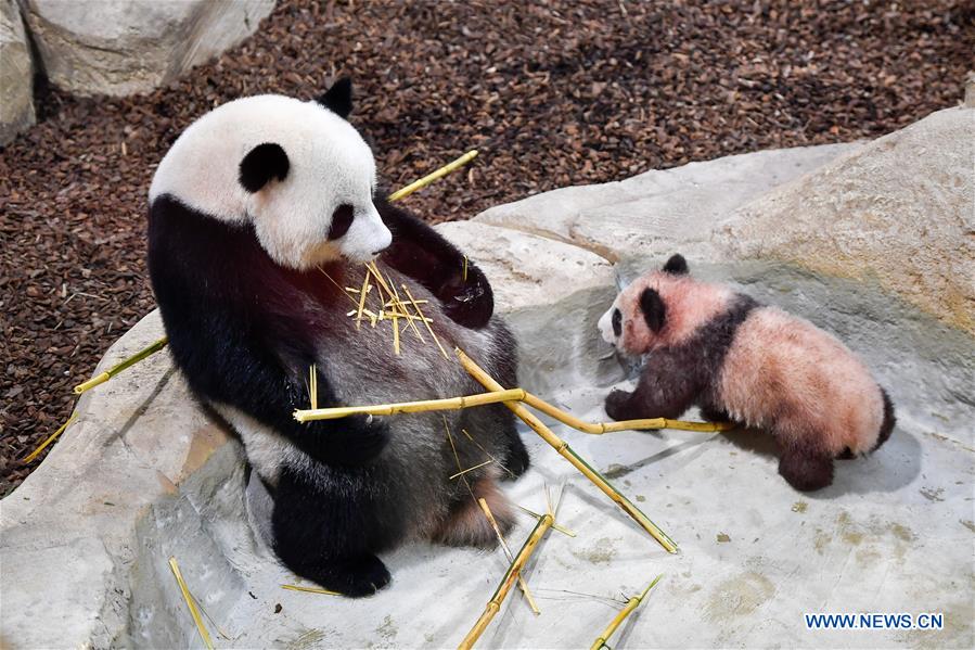 Yuan Meng, le bébé panda ＂français＂ fait sa première sortie publique