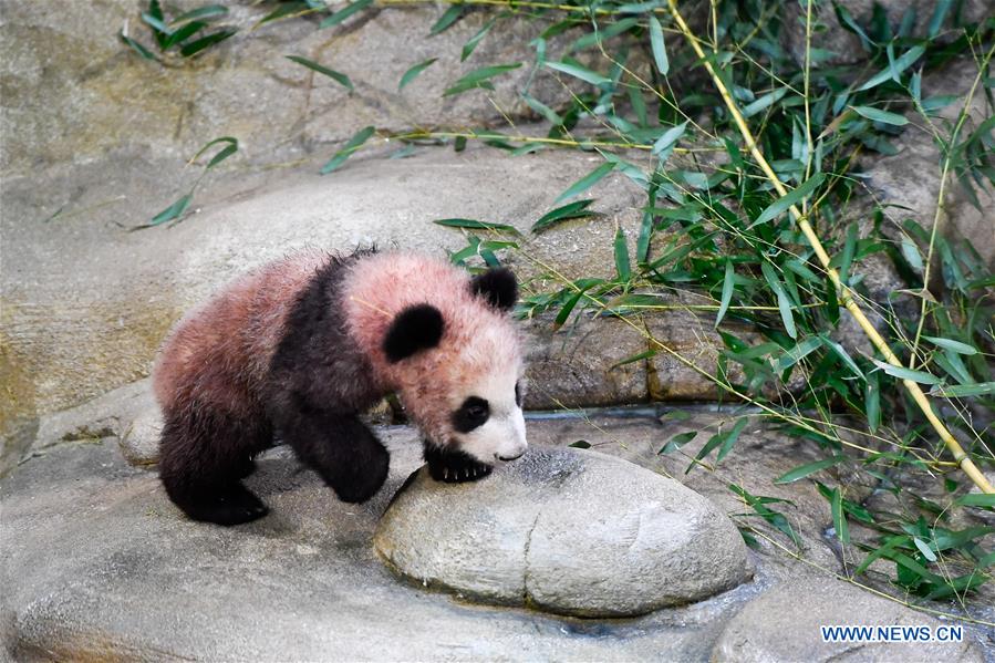 Yuan Meng, le bébé panda ＂français＂ fait sa première sortie publique