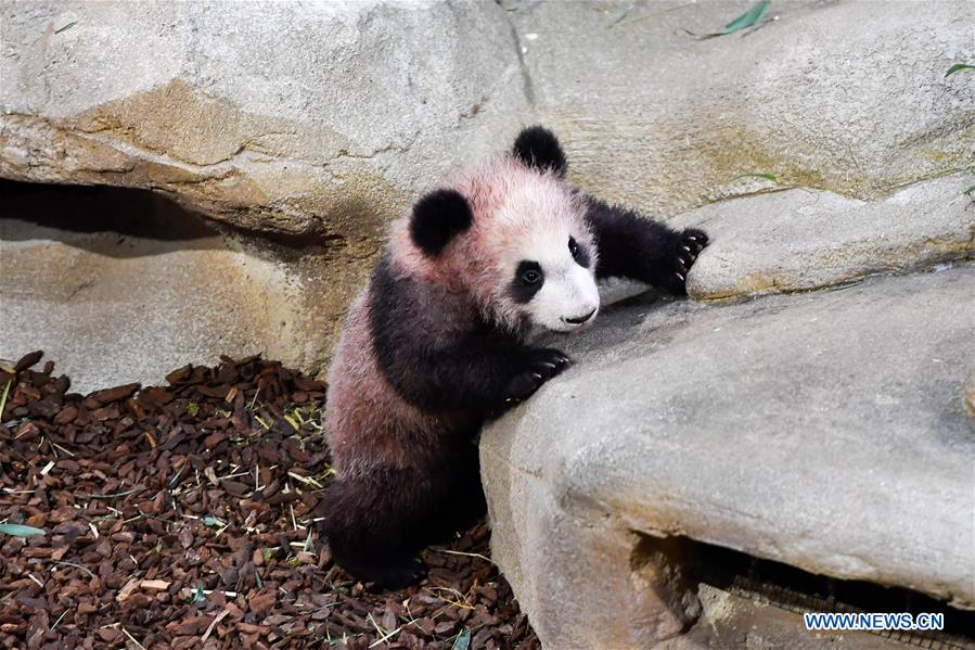 Yuan Meng, le bébé panda ＂français＂ fait sa première sortie publique