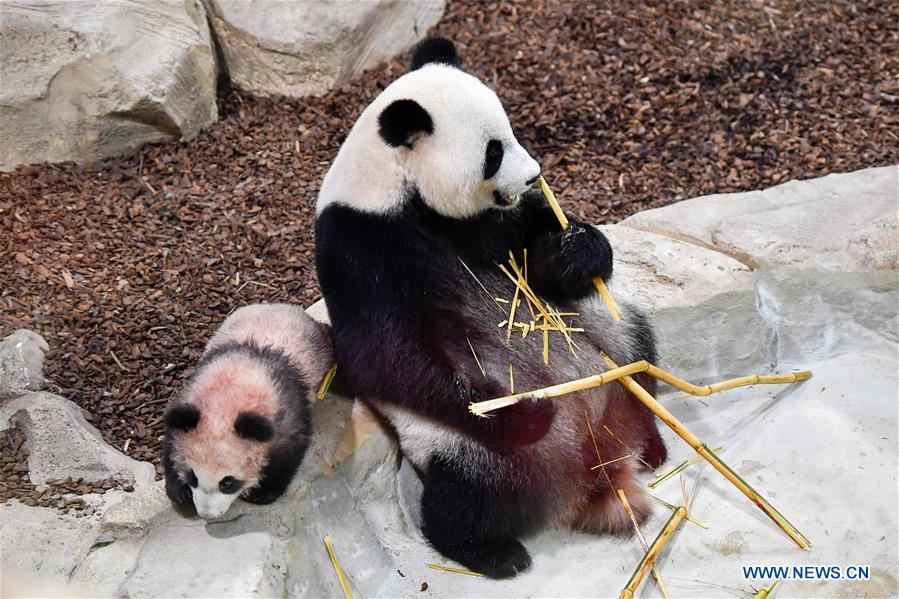 Yuan Meng, le bébé panda ＂français＂ fait sa première sortie publique