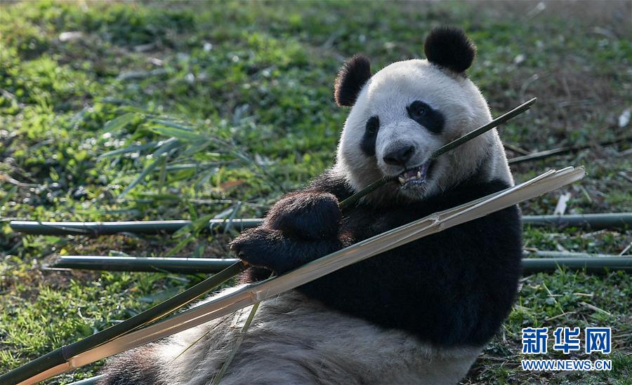 La Finlande accueille deux pandas