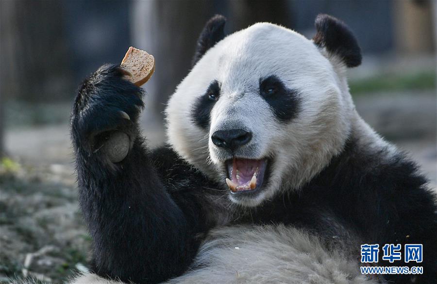 La Finlande accueille deux pandas