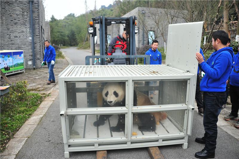 La Finlande accueille deux pandas