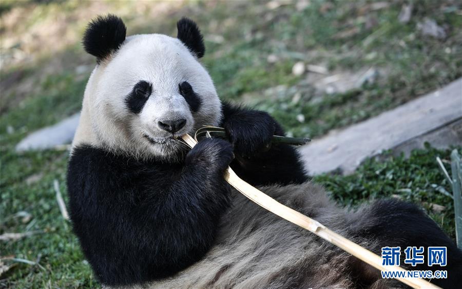 La Finlande accueille deux pandas