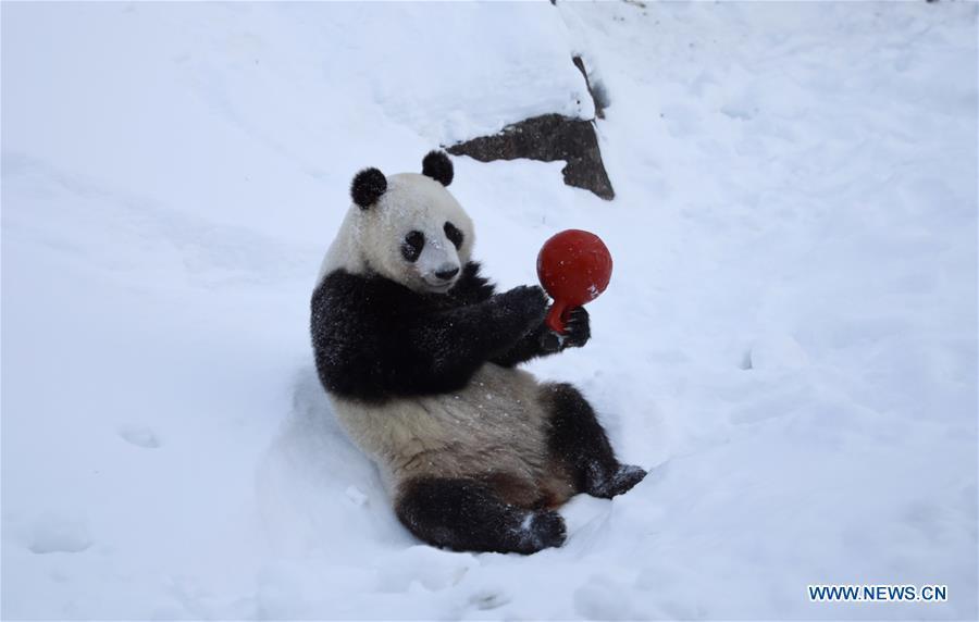 Les pandas géants du zoo d'Ahtari en Finlande