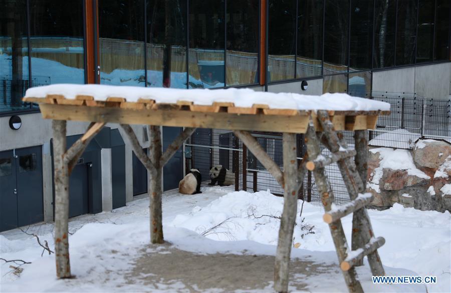 Les pandas géants du zoo d'Ahtari en Finlande