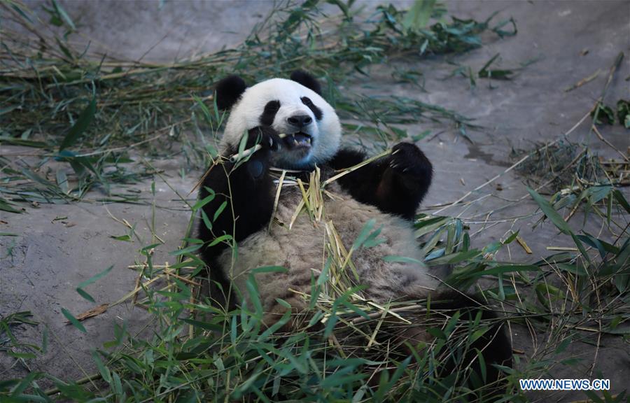 Les pandas géants du zoo d'Ahtari en Finlande