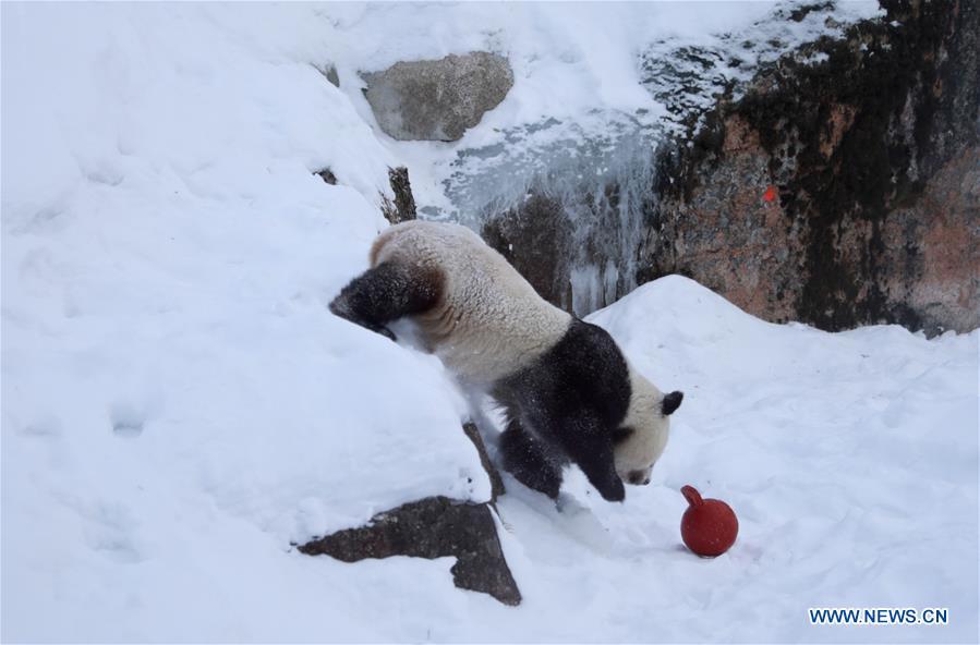 Les pandas géants du zoo d'Ahtari en Finlande