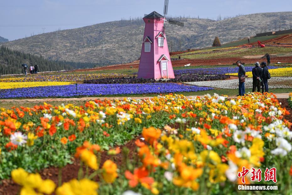 Yunnan : floraison printanière à Kunming