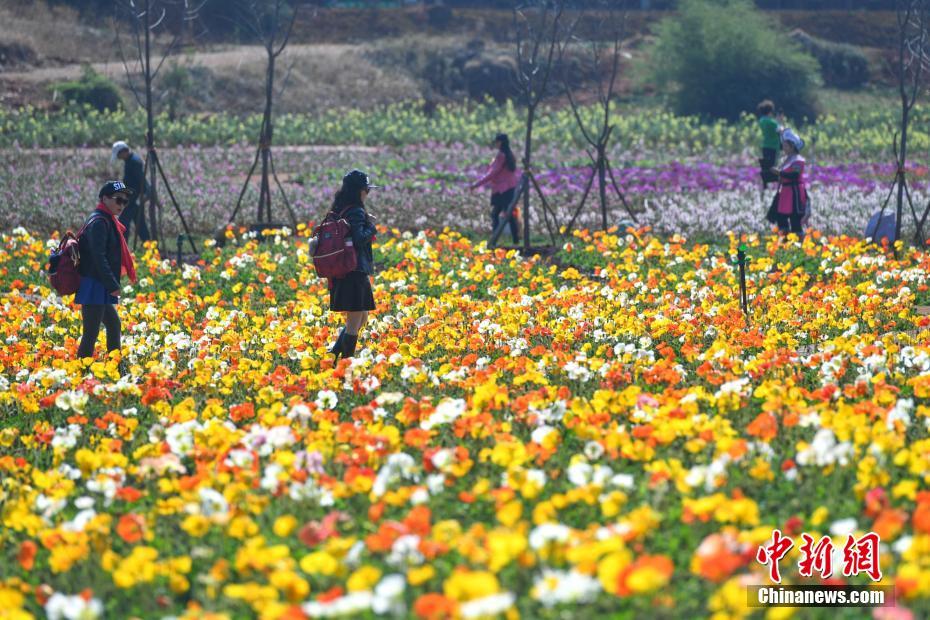 Yunnan : floraison printanière à Kunming