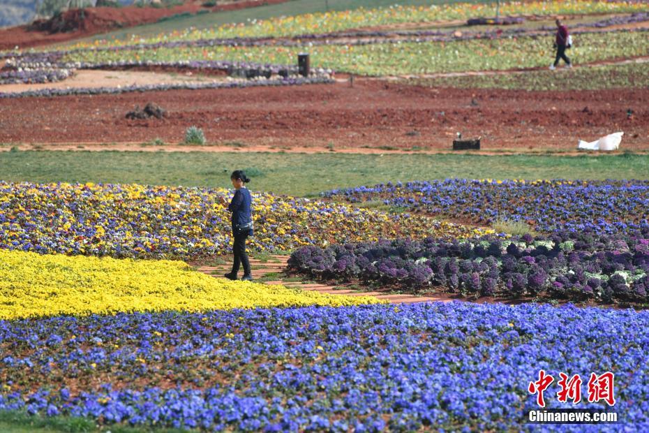 Yunnan : floraison printanière à Kunming