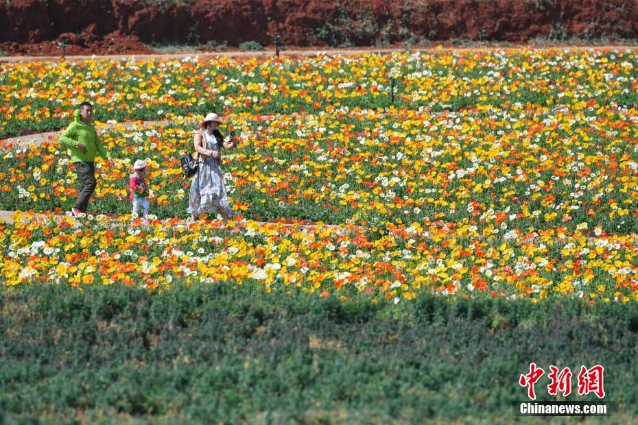 Yunnan : floraison printanière à Kunming