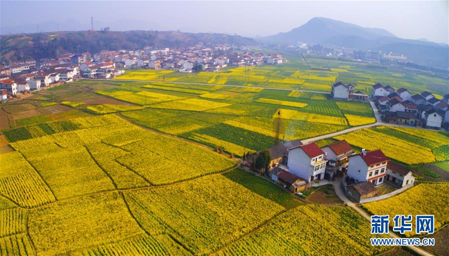 Champs de fleurs de colza du Shaanxi vus du ciel