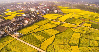 Champs de fleurs de colza du Shaanxi vus du ciel