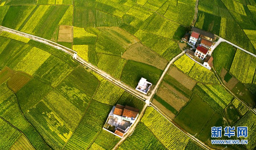 Champs de fleurs de colza du Shaanxi vus du ciel