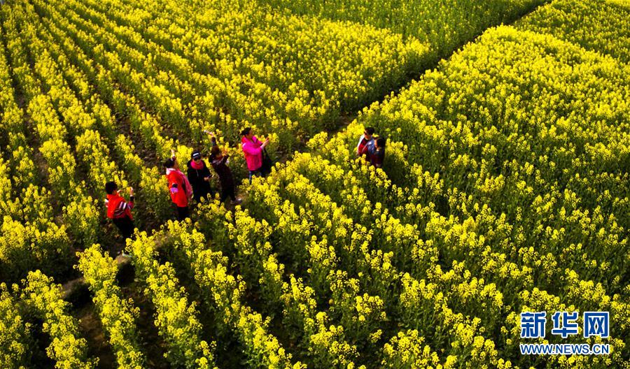 Champs de fleurs de colza du Shaanxi vus du ciel