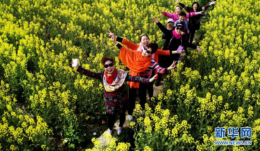 Champs de fleurs de colza du Shaanxi vus du ciel