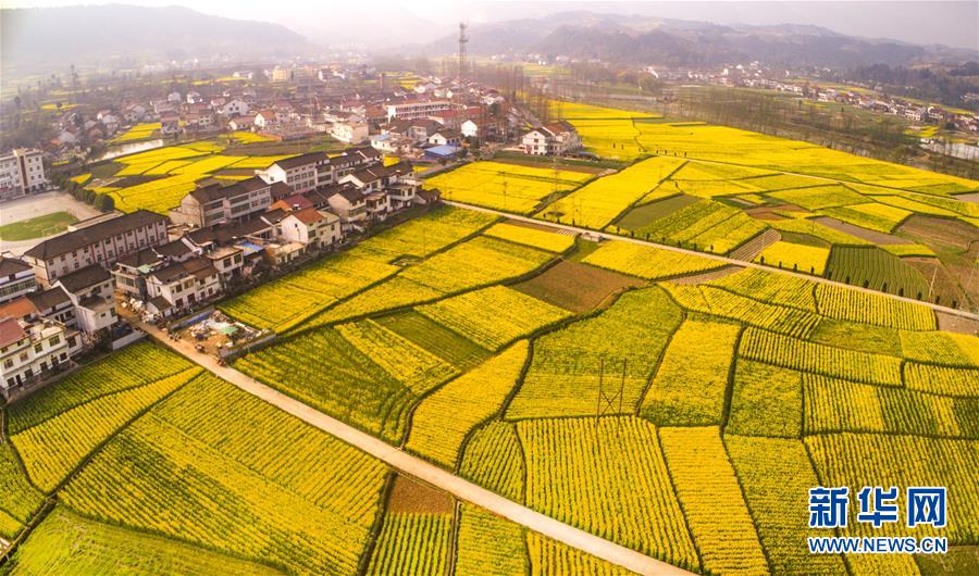 Champs de fleurs de colza du Shaanxi vus du ciel