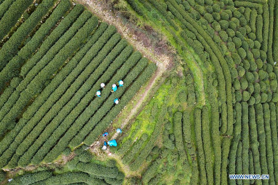 La récolte des feuilles de thé de printemps en Chine