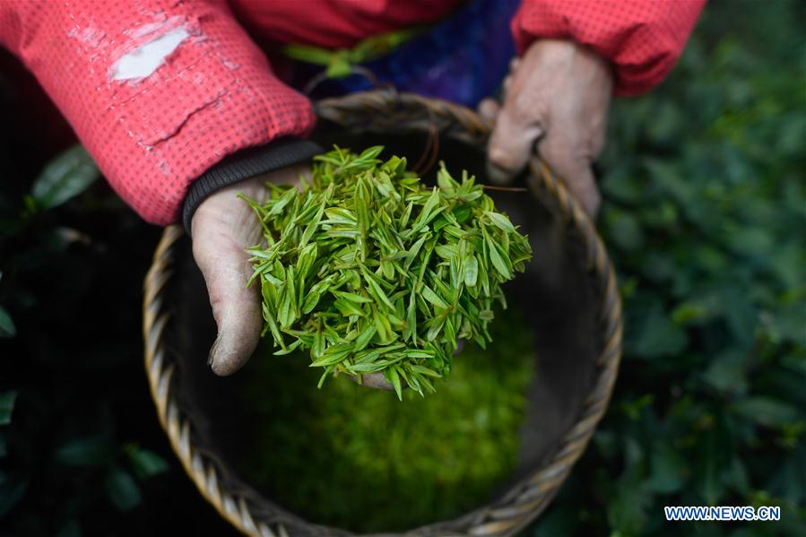 La récolte des feuilles de thé de printemps en Chine