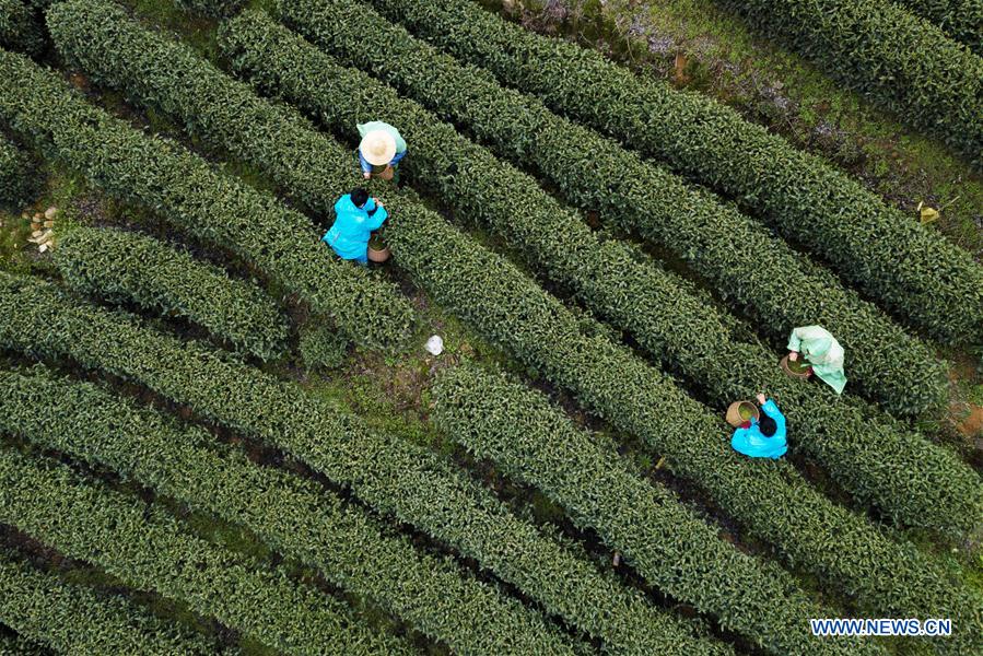 La récolte des feuilles de thé de printemps en Chine