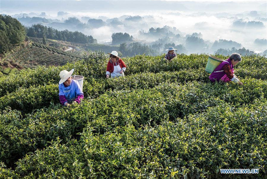 La récolte des feuilles de thé de printemps en Chine