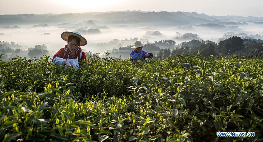 La récolte des feuilles de thé de printemps en Chine