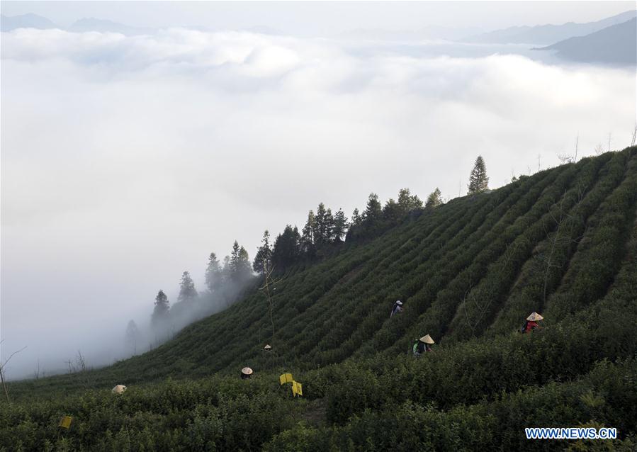 La récolte des feuilles de thé de printemps en Chine