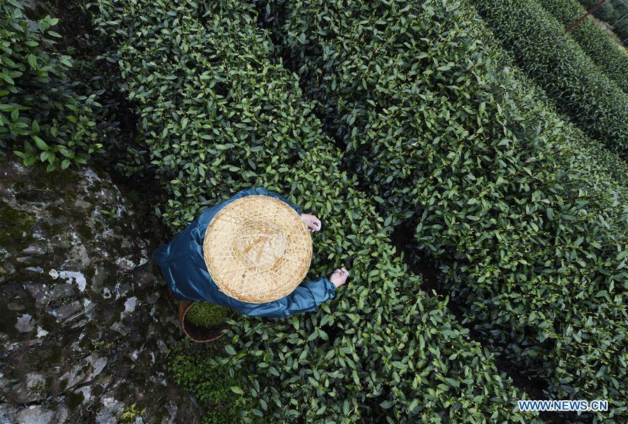 La récolte des feuilles de thé de printemps en Chine