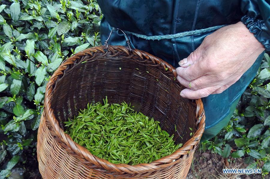 La récolte des feuilles de thé de printemps en Chine