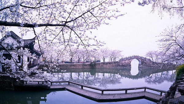 La beauté tranquille de Wuxi parée de fleurs de cerisier