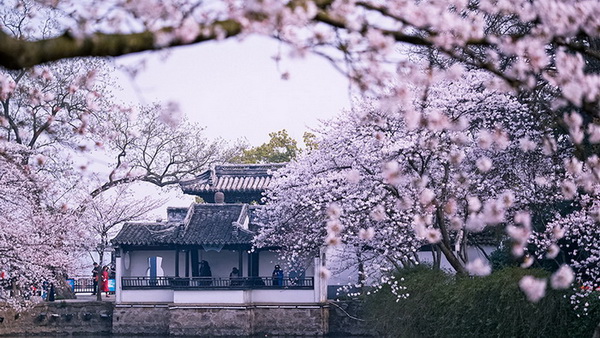 La beauté tranquille de Wuxi parée de fleurs de cerisier