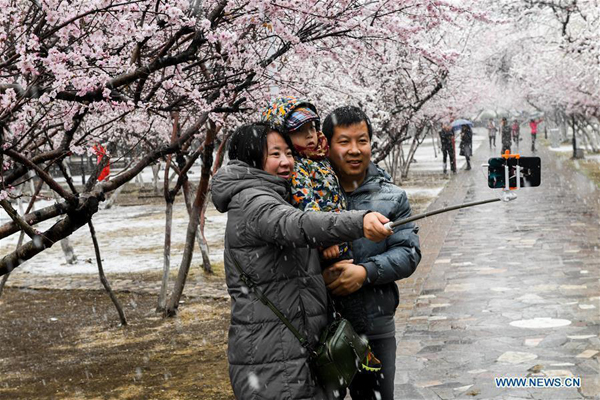 Fleurs de pêcher sous la neige dans le nord de la Chine