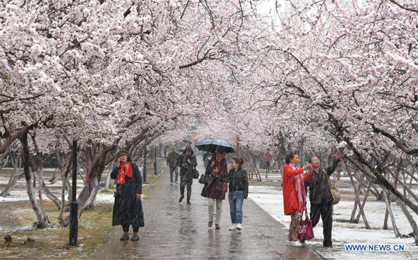 Fleurs de pêcher sous la neige dans le nord de la Chine