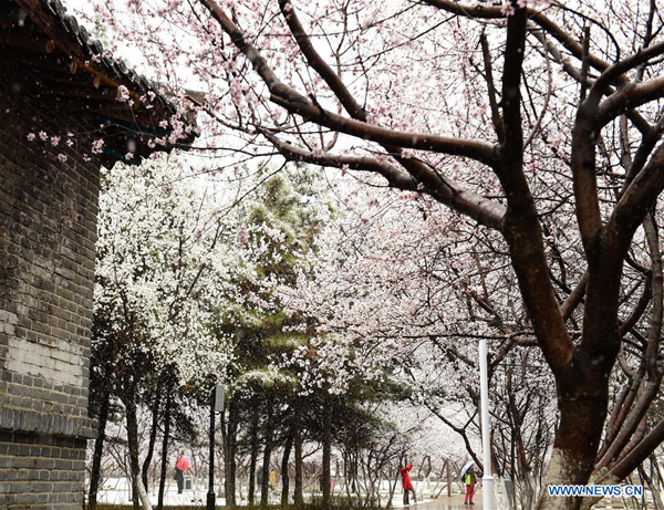 Fleurs de pêcher sous la neige dans le nord de la Chine