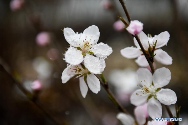 Fleurs de pêcher sous la neige dans le nord de la Chine