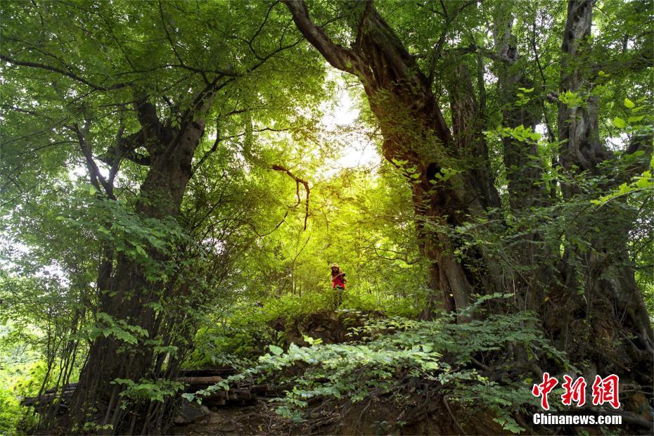 Le géoparc de Dabieshan du Hubei reconnu géoparc mondial de l'UNESCO