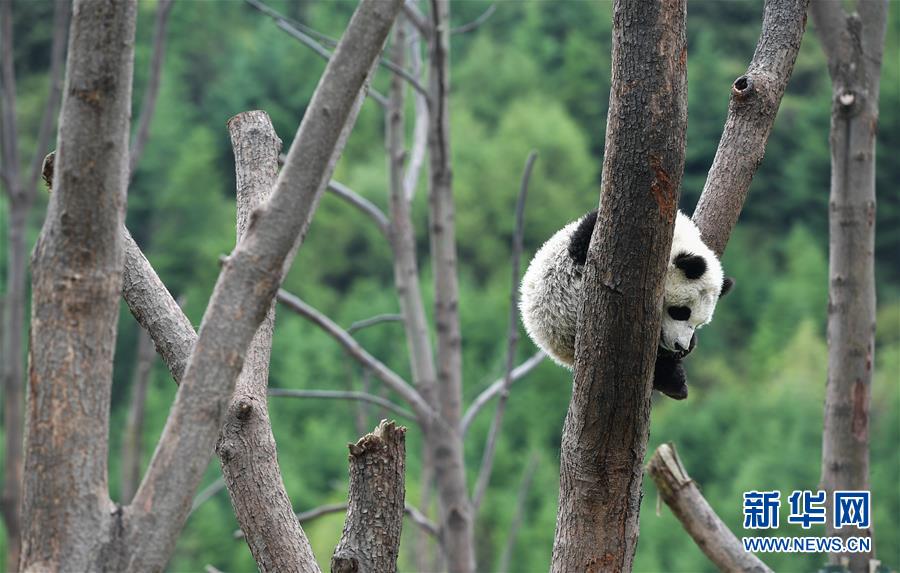 Sichuan : le monde des pandas après le séisme