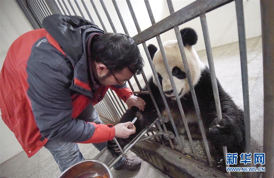 Sichuan : le monde des pandas après le séisme