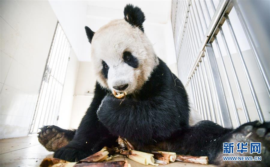 Sichuan : le monde des pandas après le séisme