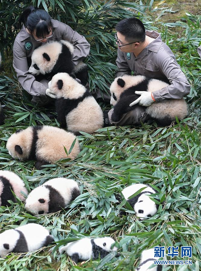 Sichuan : le monde des pandas après le séisme