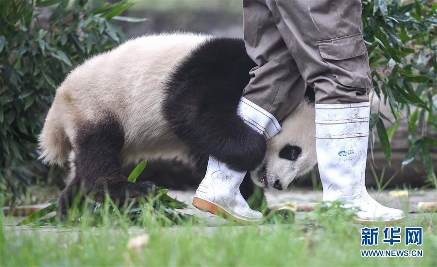 Sichuan : le monde des pandas après le séisme